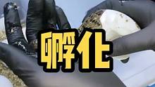 一只鳄鱼宝宝孵化的全过程，注意看尺寸，#鳄鱼苗 #热门推荐 #鳄鱼 #小鳄鱼#孵化鳄鱼 #鳄鱼宠物