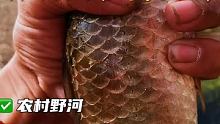 探钓野河鲫鱼如果您也喜欢钓鱼，喜欢野钓，请给海弟一个免费的双击，感谢支持#每周打卡 #户外钓鱼 #野