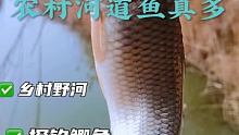 农村小河鱼真多，如果您也喜欢钓鱼，喜欢野钓，请为海弟一个免费的双击感谢支持 #钓鱼 #野钓 #户外钓