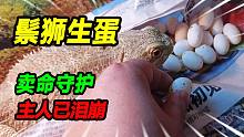 外形接近龙的鬃狮蜥生了17枚蛋，父母呲牙咧嘴奋勇守护，主人泪崩