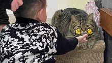 【肥弟】小猫咪也逃不过新年会亲戚的疲惫