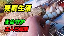 外形接近龙的鬃狮蜥生了17枚蛋，父母呲牙咧嘴奋勇守护，主人泪崩