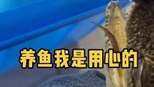 养小鳄鱼养出感情了，每天不盘不舒服哈哈#热门推荐 #鳄鱼养殖 #虎虎生飞 #鳄鱼苗 #奇妙的动物 #
