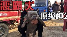 方圆百里的顶级恶霸种公犬，头版身型血统都没的说，来欣赏品评下