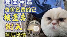 年三十前，名贵品种的它被主人遗弃街头，背后隐情是……