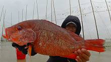 阿聪开年第一天赶海中大奖，50一斤大红鱼发大财，直呼兆头太好了