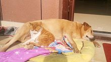 【拉不拉猪跟自来熟的橘猫】，这猫不知道从哪来的，就一直粘着二傻子