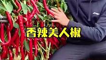 美人辣椒树，可以长到两米多高，温度合适一年四季开花结果#辣椒 #农业种植 #优质农产品  #热门 