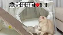 放弃吧，你逃不掉了#曼基康矮脚 #短腿猫 #宠物图鉴 #猫咪的迷惑行为