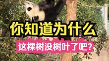 树上为什么没有叶子？