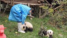 熊猫宝宝被饲养员威胁扣零花钱