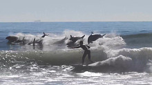 海豚与人类一起冲浪
