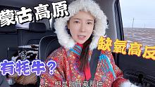 外地人来蒙古高原缺氧高反？姑娘回应网友提问，1000米海拔有牦牛？
