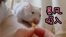 【糯米饭】在肩上喂仓鼠吃东西
