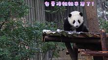 “总有一天，全城的熊猫，都要高看我！”
