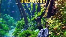 发呆时光#水草缸 #水草造景 #草缸造景 #草缸 #造景鱼缸 #养鱼日记 #养鱼养心