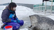 北海道的一家海洋馆里，和饲养员玩缩脖游戏的海豹