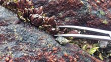 这种长在礁石缝里的海货号称来自地狱美食，闲牛这次发现好多，爽