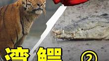 旱季雌虎猎杀3米6大泽鳄，鳄鱼老虎谁牛就看在谁的地界#动物知识 #动物科普 #鳄鱼 #老虎 #猛兽 