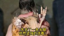 鸟坚强，捕兽夹夺走了它的一条半腿，仅剩半条腿依然坚强的活着！