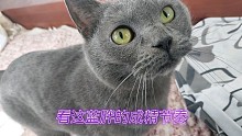 这个蓝胖成精的节奏:看明白它与人交流的意思了吗？