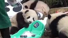 #熊猫都实现了冰墩墩自由 熊猫都有冰墩墩了，我还没有呜呜呜