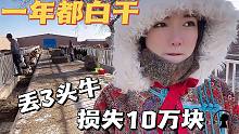 草原牧民养殖牛羊风险多大？丢3头牛就损失10万块，一年都白干