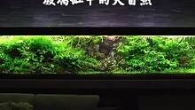 三米南美生态缸#水草缸 #草缸造景 #造景鱼缸 #玻璃缸中的大自然 #水草造景 #南美缸 #养鱼日记