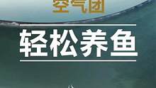 观赏鱼颜值这块拿捏了，下期值得期待#观赏鱼 #水族 