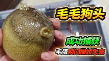 500块钱买回毛毛狗头鱼，这家伙直接啃碎6层包装袋，表皮酷似蛤蟆