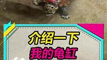响应大家的要求，介绍下龟缸的详细情况#蛋龟 #养龟 #水族