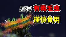 【高能预警】这些毛毛虫你见过吗？鉴定身边的“有毒毛毛虫”