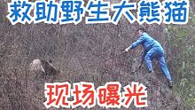 救助野生大熊猫现场记录