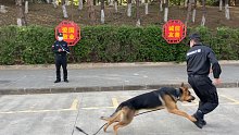 警犬在考核中跑掉，训导员都追不上，考官气到现场吃药