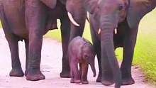 大象一家幸福的生活#野生动物零距离 #动物世界 #动物 #大象 #热门 #万物皆有灵性 