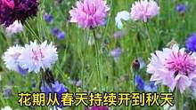 矢车菊花色多，播种简单，耐旱又耐寒，开完花会结种子#矢车菊#大自然 #好物推荐 