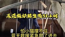 天花板小猫生死58小时