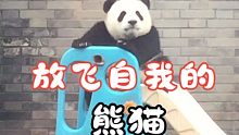 全村唯一蹦过迪的熊猫