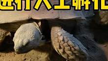 挖陆龟蛋进行人工孵化 #苏卡达陆龟 #养龟日常