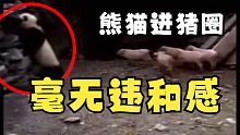 熊猫进猪圈 毫无违和感
