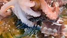 小章赶海到排水口捡漏，聚堆的八爪鱼、海参和鲍鱼，还翻到面包蟹 #赶海 #海鲜 #章鱼 #鲍鱼 #海参