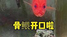 骨鳂今天终于开口了#frank的私人水族馆 
