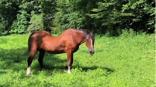 一匹有脊柱凹陷症的马，从小因过量工作过量负重，导致脊柱的问题相当严重，一位经营动物救援农场的小姐姐救