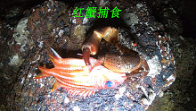 阿平赶海收获了两个金蛋螺，之后又遇见了红蟹在捕捉漂亮鱼