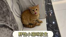 自己接生、从小养到大的小流浪竟然野性还这么强，一直攻击主人，只能放生啦！