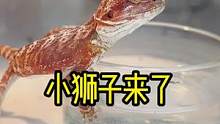 终于终于把我的小狮子接回来啦#爬宠日常 #豹纹守宫 #爬宠 #鬃狮蜥 #守宫 #爬行动物 #饲养