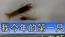 年还没有过完，我的小龙虾就来了，天寒地冻也值了，放心吧，这次我一定会把他们养大成人的#一只小龙虾