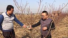 桃树修剪技巧是真重要，修建管理直接可以影响产量质量，来交流下