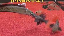 谁才是真正的王者？一挑二#雷龙鱼 #养鱼日记 #搞笑