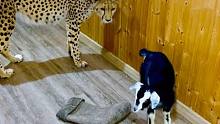第一次看见小山羊，猎豹是什么反应？